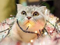 127막내 & 드림 일짱 X-mas 모먼트