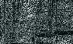 [3]빈센조 제논/마법학부(불)/반황제파