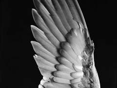 [학의날갯짓] 100 OR 0