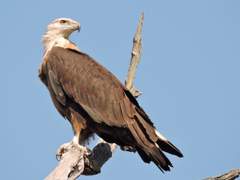 13. 팔라스물고기잡이수리(Pallas’s fish eagle)