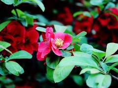 [인호준호] 크리스마스