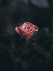 흑막은 구원을 말한다