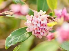 Dₐₚₕₙₑ ₕₐₜᵢ cₐᵥₑₐₜᵤₛ