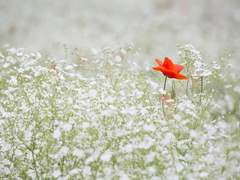 안개_크리스마스 선물