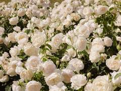 마침내 지고 만 달맞이꽃