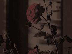 결국에 범죄자 집단 아니야?