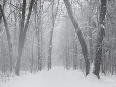 사련 (思戀) 01. 유일무이 唯一無二