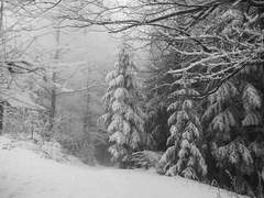 크리스마스 이브에 생긴 일