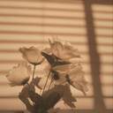 Beige Roses and Black Tea.