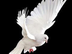 무결한 백색입니다.