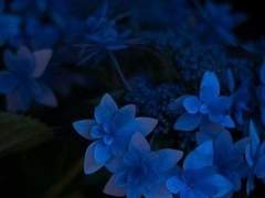 리츠코 미코토 17 XX