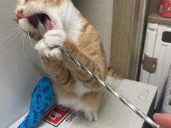 개박하 280개 고양이