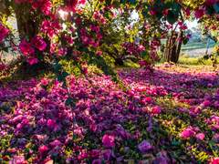 죽음이란 영원히 이어질 꿈이니까