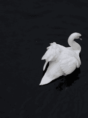 Change of lyrics - 한국어 개사 번안