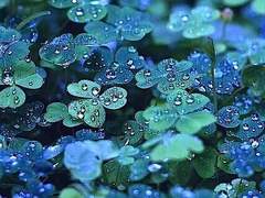 랑호｜인간｜30