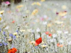 [라녹] 추상화가의 초상 3