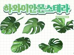 [기간한정할인]하와이안 몬스테라 세트