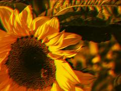 Dear. Erato S. Eastrose