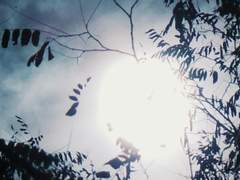 Fereshteh N. Adelheid