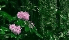 이파리에 가려진 눈동자