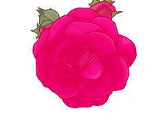 [유료 브러쉬] 장미 브러쉬