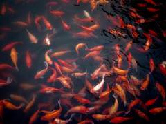 프리드웬 피츠제럴드