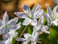 フルール・アレクサンドリン・プチット