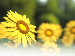 유피테르 칼리엔 | 12 | 여성 | 자작