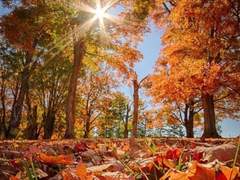 흔날리는 가을.....