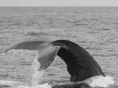 이백 번의 머메이드