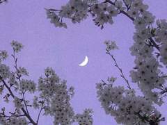 연심연모지정사모