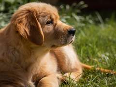 [히들반스] 그루피 06