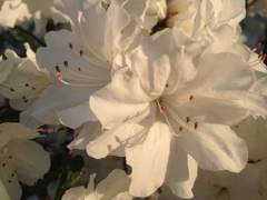 [1기] 연화 선우