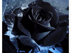 [요셉x베라] (켐벨베라 함유)black rose 흑장미 (소유욕)