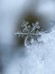 [레귤시리스네] 겨울의 기억