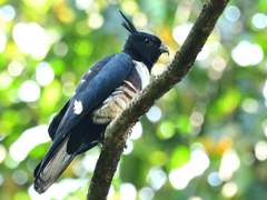 14. 검은댕기수리