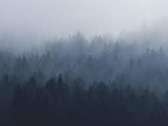 [ 이 도 / 이무기 / 남 ]