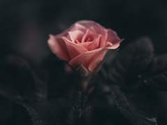 [주술회전] 세계관 최강자 멘탈 갈아버리는 개복치 드림(0)