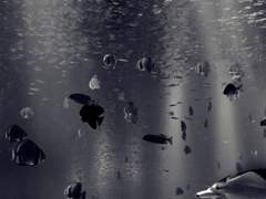 [우럭 장례식] 12. 어느날, 수족관