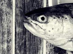 [우럭 장례식] 32. FISH