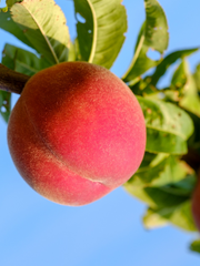 바른먹거리 쁠무원