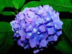 [ 레이첼 카터 / XY / 슬리데린 / 순혈 ]