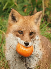 순두부와 두부전