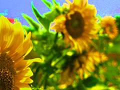 눈동자가 푸르렀던 그 날,