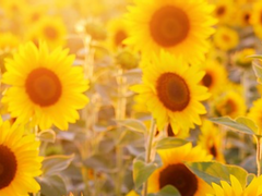 독립, 시작했습니다.