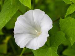 [베가멜리] 흰나팔꽃의 사랑