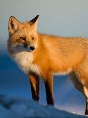 나의 특별한 동거인들