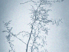 푸른 독초 BLUE VENOM 04