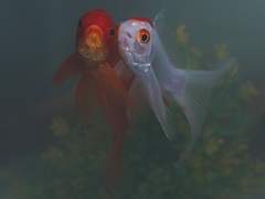 어리석은 복수.