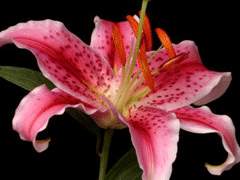 혼자 사랑하는 것